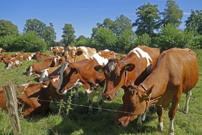 Framed Print : Group of brown cows, pasture, fence Framed Print : Group of brown cows, pasture, fence