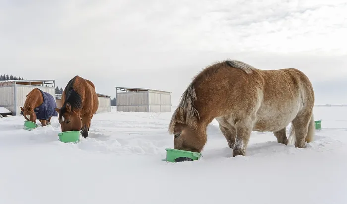 Framed Print : Group of brown horses eating from green buckets on snow covered field
