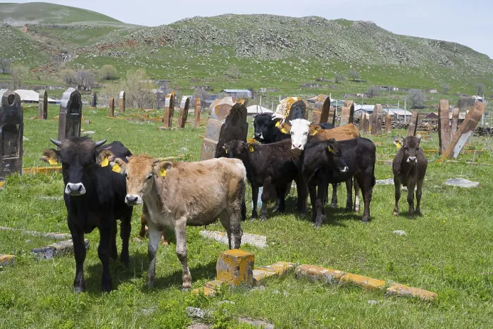 Framed Print : A group of cattle stands in a meadow in front of old gravestones with green hills in the background