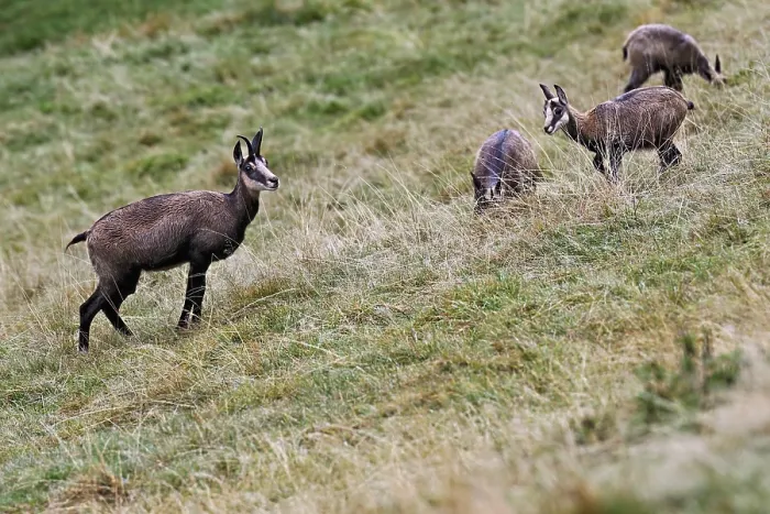 Framed Print : A group of chamois (Rupicapra rupicapra) standing in a meadow Framed Print : A group of chamois (Rupicapra rupicapra) standing in a meadow
