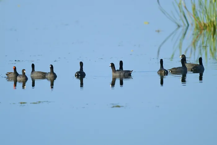 Framed Print : Group of coots swimming in clear blue water with soft reflections