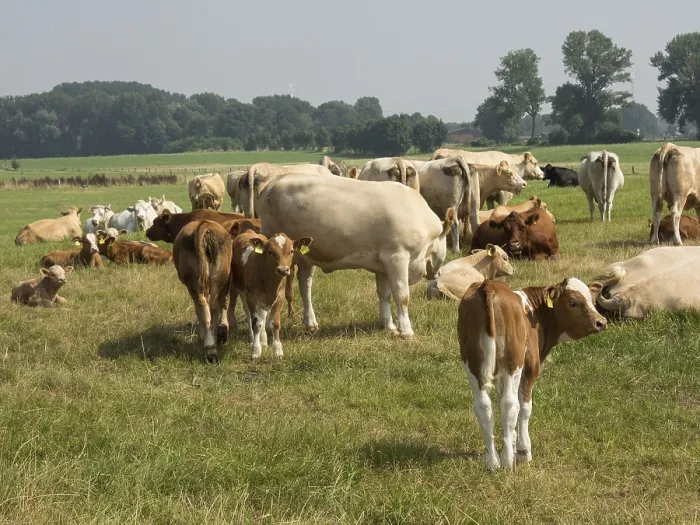 Framed Print : A group of cows is standing and lying on a green pasture surrounded by trees under a clear sky Framed Print : A group of cows is standing and lying on a green pasture surrounded by trees under a clear sky