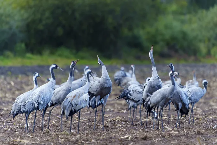 Framed Print : Group of cranes in an autumn landscape