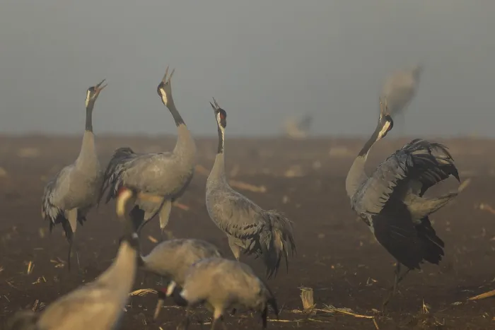 Framed Print : Group of cranes calling at foggy dawn Framed Print : Group of cranes calling at foggy dawn