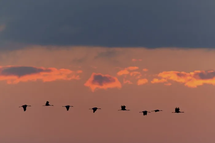 Framed Print : A group of cranes flies at sunset in front of a dramatic cloud backdrop Framed Print : A group of cranes flies at sunset in front of a dramatic cloud backdrop