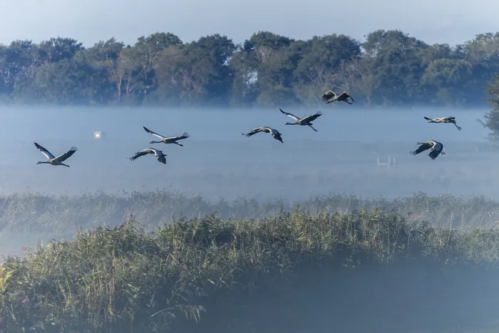 Framed Print : Group of cranes flying in the fog over a field landscape