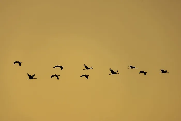 Framed Print : A group of cranes flying in formation against an orange-coloured sky Framed Print : A group of cranes flying in formation against an orange-coloured sky