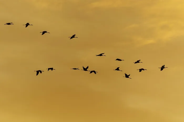 Framed Print : A group of cranes flying in formation against the orange sky at sunset
