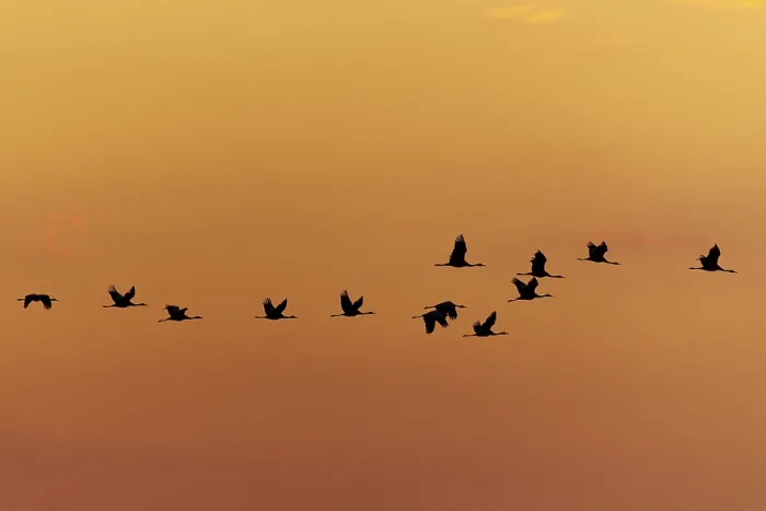Framed Print : A group of cranes hovering in silence over a monochrome orange sky