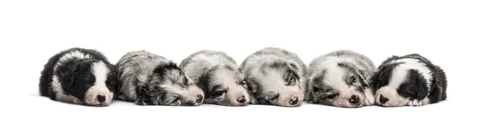 Framed Print : Group of crossbreed puppies sleeping in a row isolated on white