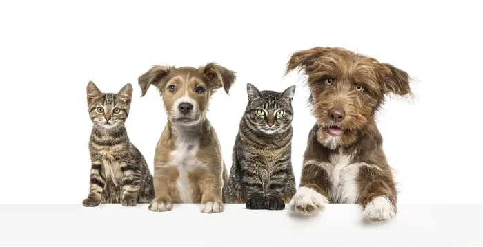 Framed Print : Group of dogs and cats leaning together on a empty web banner to place text