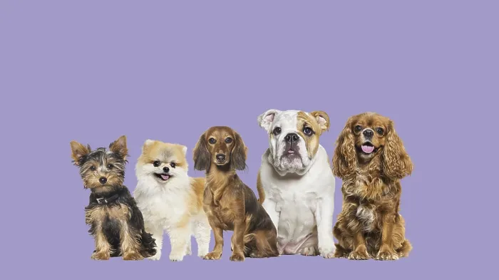 Framed Print : Group of dogs of different sizes and breeds looking at the camera
