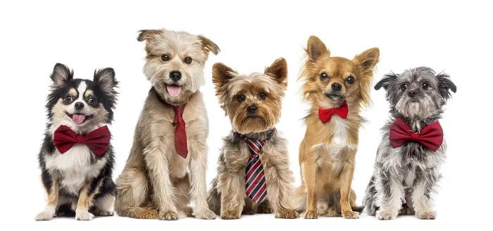Framed Print : Group of dogs in front of a white background Framed Print : Group of dogs in front of a white background