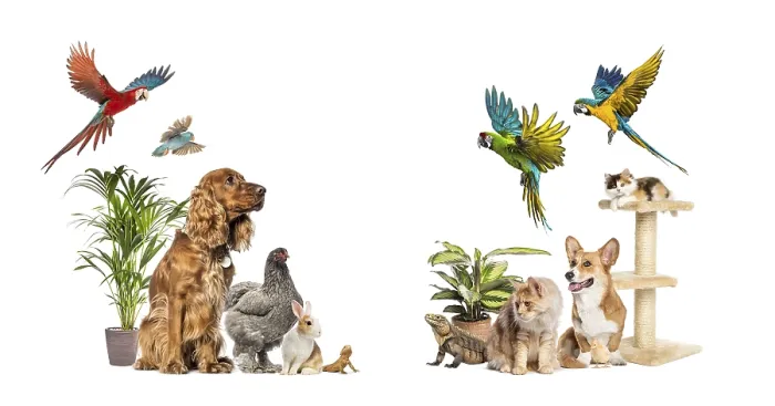 Framed Print : Group of domestic animals including dogs