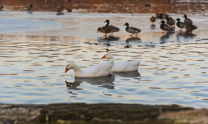 Framed Print : A group of ducks relaxing on icy water as the sun sets