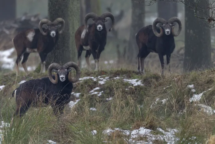 Framed Print : A group of European mouflon rams (Ovis gmelini) on a cloudy winter day