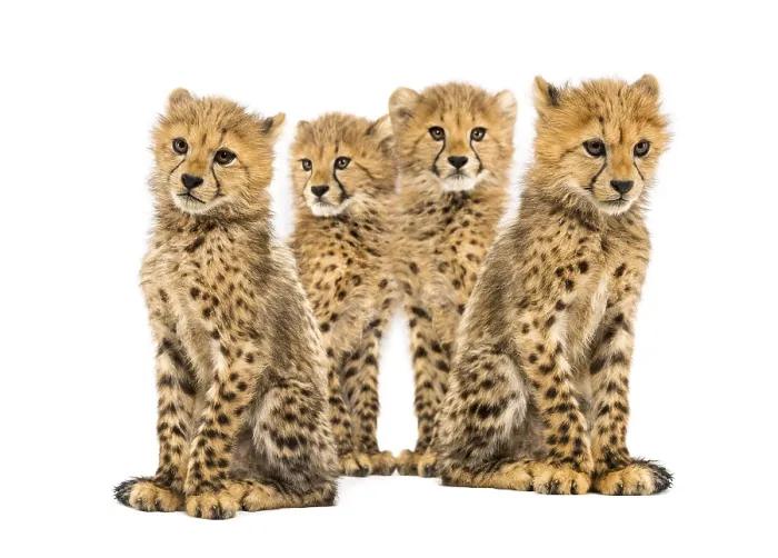 Framed Print : Group of a family of three months old cheetah cubs sitting together