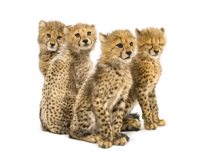 Framed Print : Group of a family of three months old cheetah cubs sitting together Framed Print : Group of a family of three months old cheetah cubs sitting together
