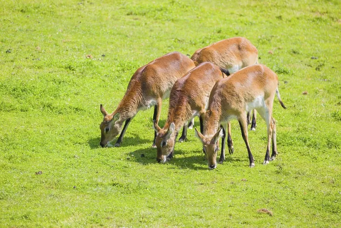 Framed Print : A group of four female Lechwe Waterbucks