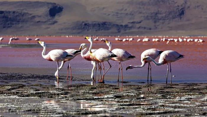 Framed Print : A group of flamingos stands in shallow water against a mountain backdrop