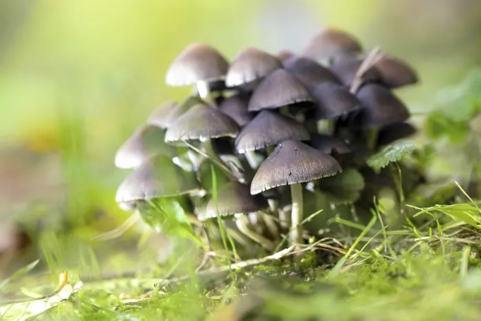 Framed Print : Group of fungi (probably Psathyrella pygmaea) Framed Print : Group of fungi (probably Psathyrella pygmaea)