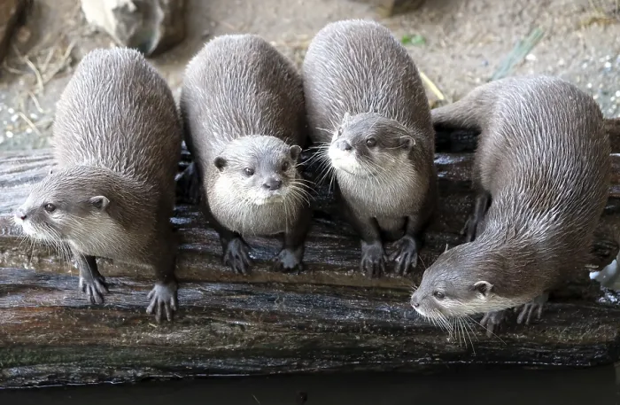 Framed Print : Group of funny oriental small-clawed otter Aonyx cinerea syn
