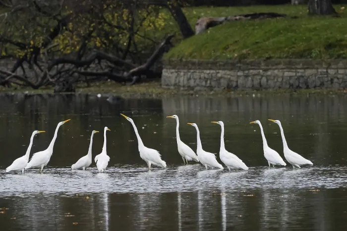 Framed Print : A group of great egrets (Ardea alba) stands in the water of a lake
