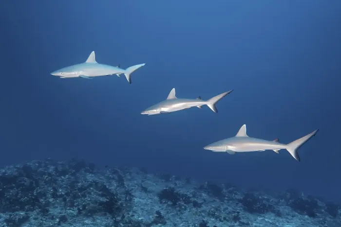 Framed Print : Group, three Grey reef sharks (Carcharhinus amblyrhynchos) swim in formation over coral reef