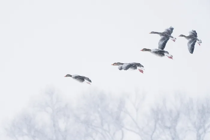 Framed Print : A group of greylag geese (Anser anser) flying through a snowy sky