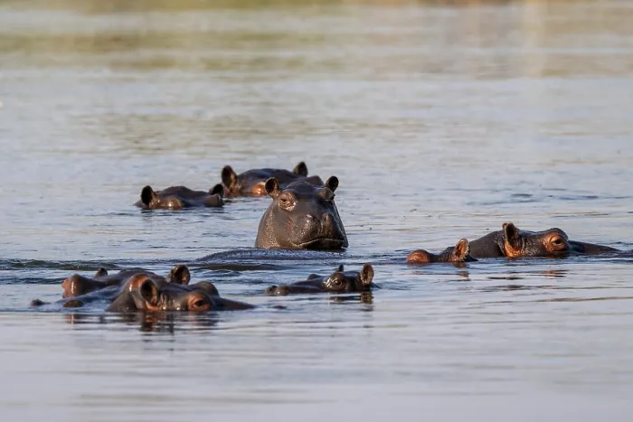 Framed Print : Group of hippos (Hippopatamus amphibius) in water Framed Print : Group of hippos (Hippopatamus amphibius) in water