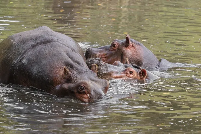 Framed Print : A group of hippos (Hippopotamus amphibius) swimming in a river