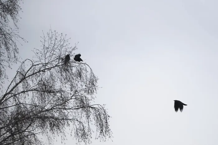 Framed Print : A group of jackdaws (Coloeus monedula) meeting in a silver birch (Betula pendula) Framed Print : A group of jackdaws (Coloeus monedula) meeting in a silver birch (Betula pendula)