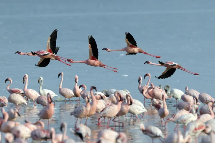 Framed Print : Group of Lesser Flamingos (Phoeniconaias minor) flying