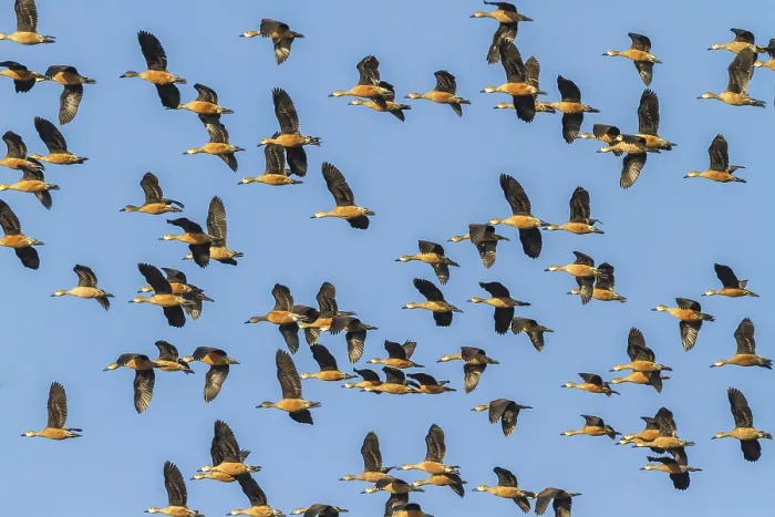 Framed Print : Group of Lesser Whistling Ducks (Dendrocygna javanica) in flight