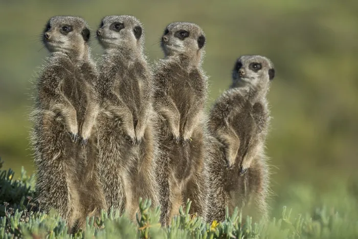 Framed Print : Group of Meerkats (Suricata suricatta) looking curiously Framed Print : Group of Meerkats (Suricata suricatta) looking curiously
