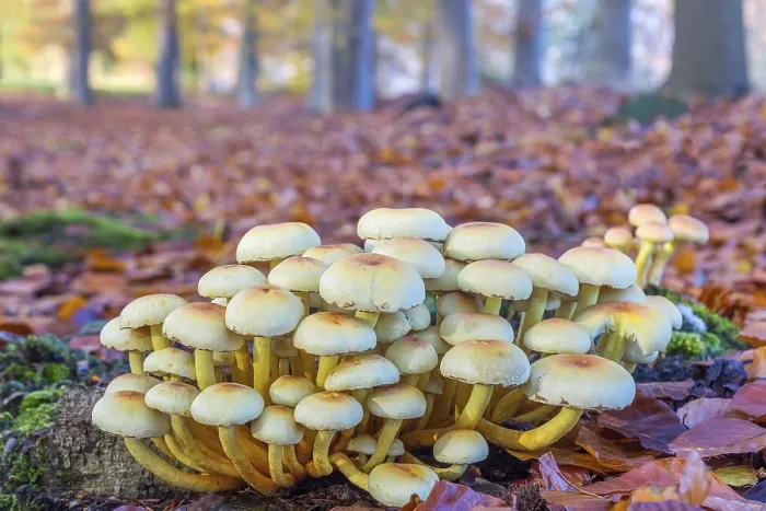 Framed Print : Group of mushrooms in autumn landscape beech forest