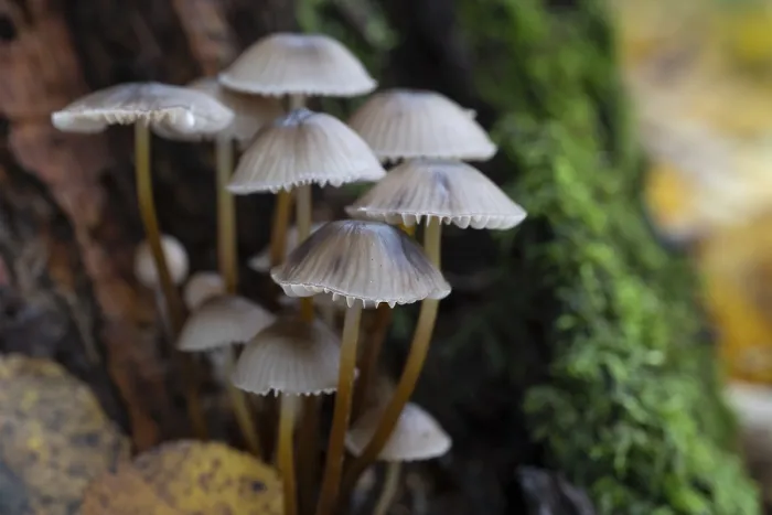 Framed Print : Group of mushrooms, Mycena leptocephala Framed Print : Group of mushrooms, Mycena leptocephala