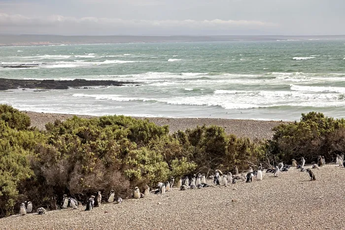 Framed Print : A group of penguins stand on the edge of a beach overlooking the sea