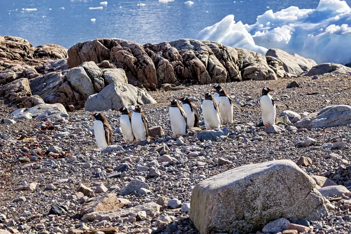 Framed Print : A group of penguins stands on a rocky area by the water Framed Print : A group of penguins stands on a rocky area by the water
