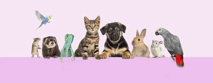 Framed Print : Group of pets leaning together on top of ana empty web banner to place text
