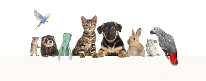 Framed Print : Group of pets leaning together on a empty web banner to place text