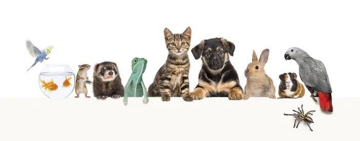 Framed Print : Group of pets leaning together on a empty web banner to place text Framed Print : Group of pets leaning together on a empty web banner to place text