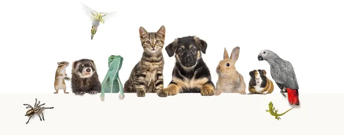 Framed Print : Group of pets leaning together on a empty web banner to place text Framed Print : Group of pets leaning together on a empty web banner to place text