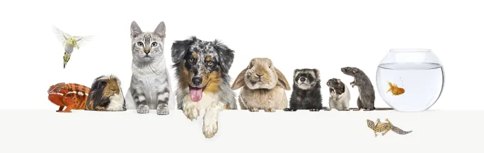 Framed Print : Group of pets leaning together on a empty web banner to place text