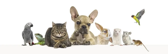 Framed Print : Group of pets leaning together on a empty web banner to place text