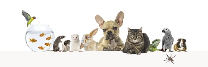 Framed Print : Group of pets leaning together on a empty web banner to place text