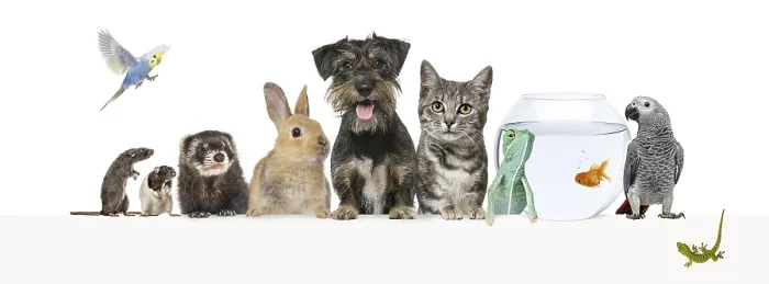 Framed Print : Group of pets leaning together on a empty web banner to place text