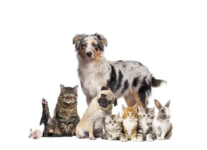 Framed Print : Group of pets posing around an australian shepherd