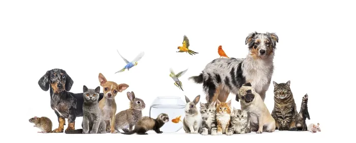 Framed Print : Group of pets posing Cats and dogs