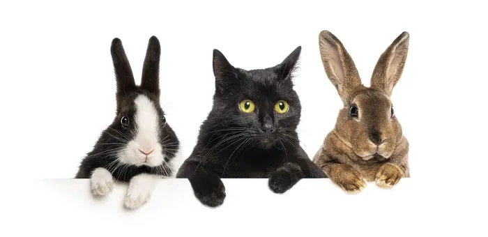 Framed Print : Group of pets, two rabbits and a black cat peeking over a white banner
